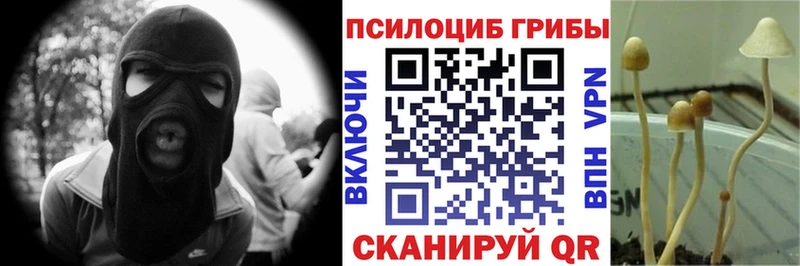 купить наркотики сайты  Суздаль  Псилоцибиновые грибы Cubensis 